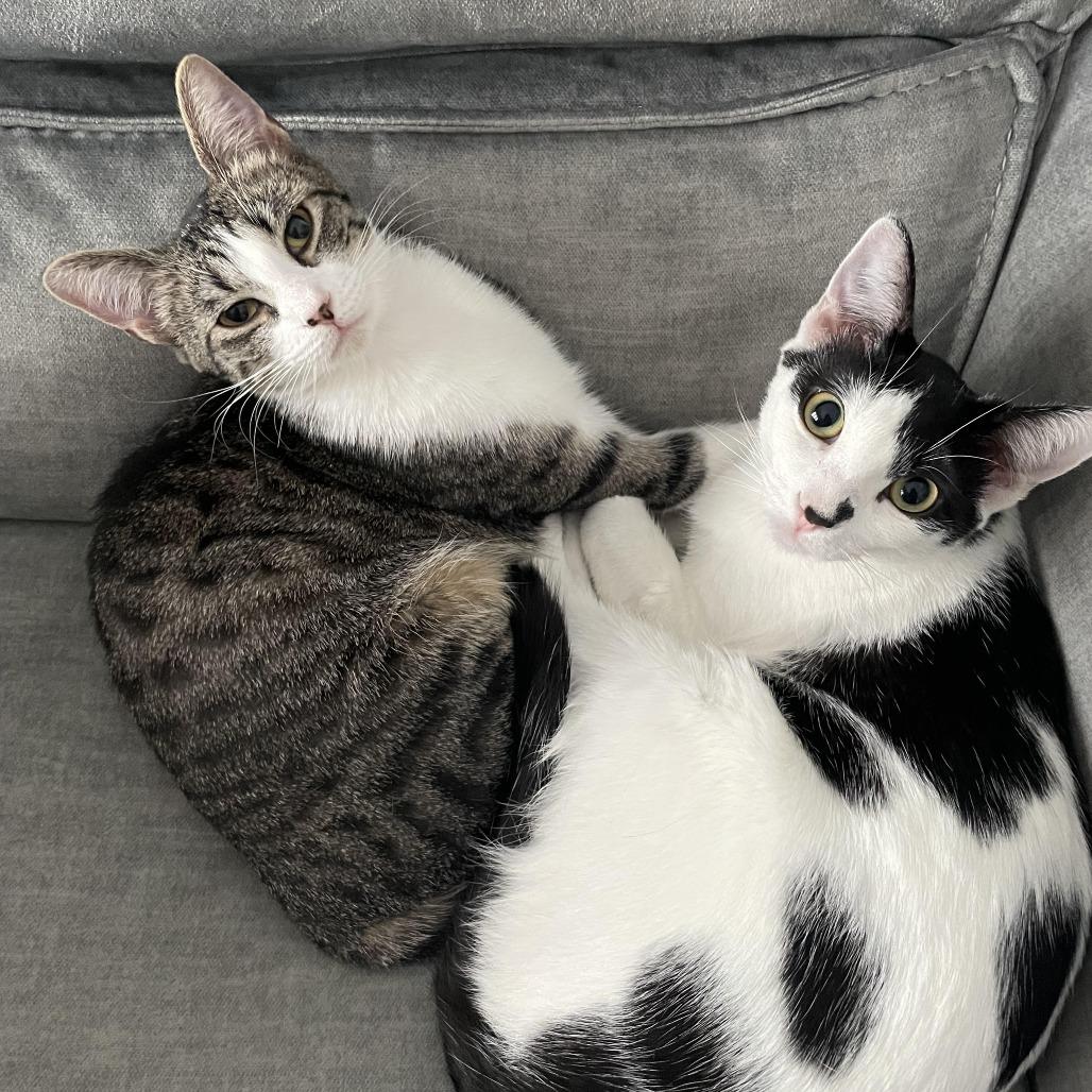 Enlarge Cambria, a Adoptable Domestic Short Hair in Buffalo, MN image 5/6