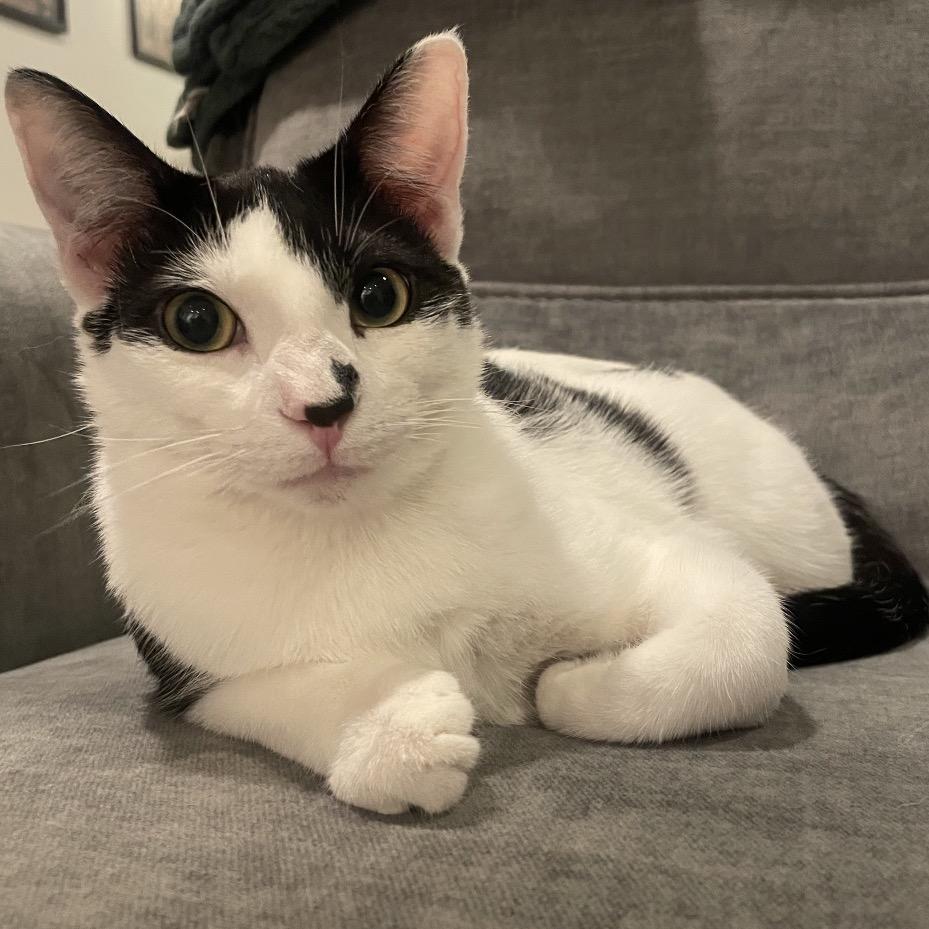 Enlarge Cambria, a Adoptable Domestic Short Hair in Buffalo, MN image 6/6