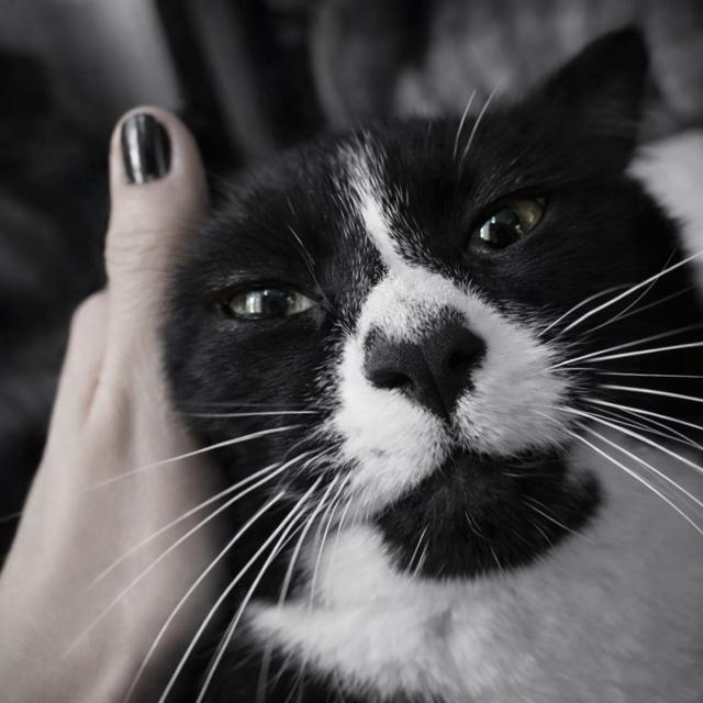 Enlarge Marilyn Mouse, an adopted Domestic Short Hair in Los Angeles, CA image 3/5