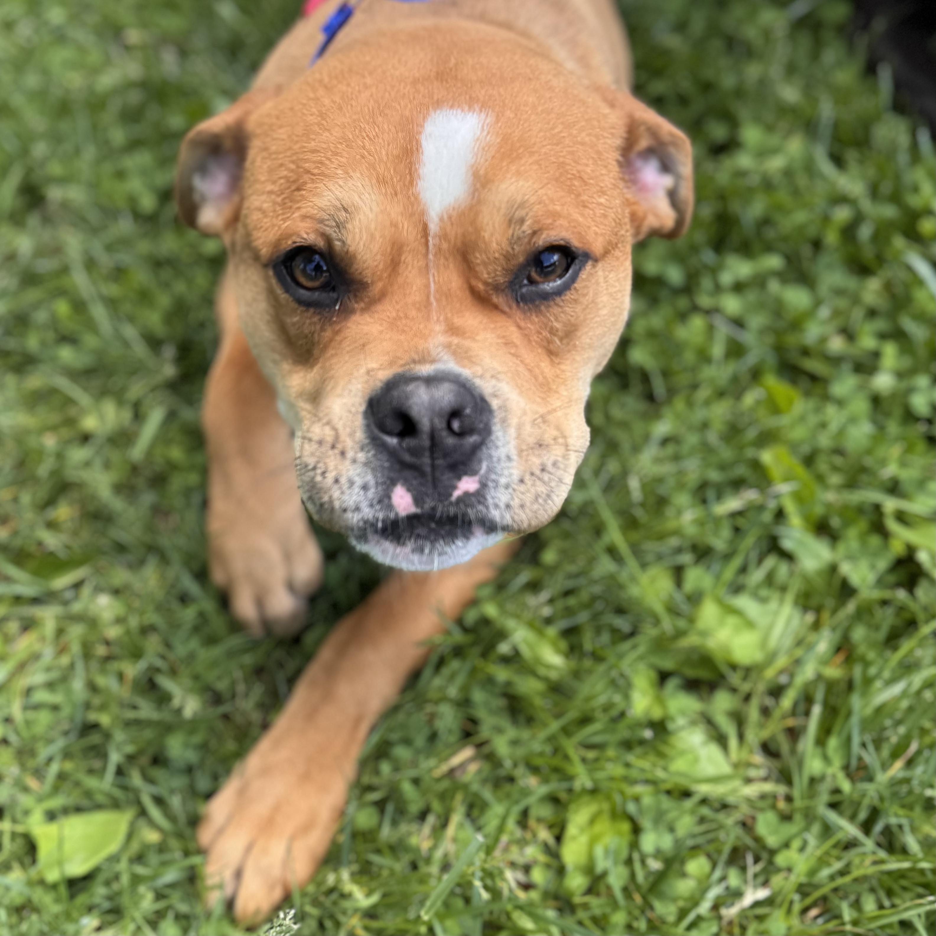 ORION, ADOPTABLE, Puppy Male Pit Bull Terrier & Boxer.