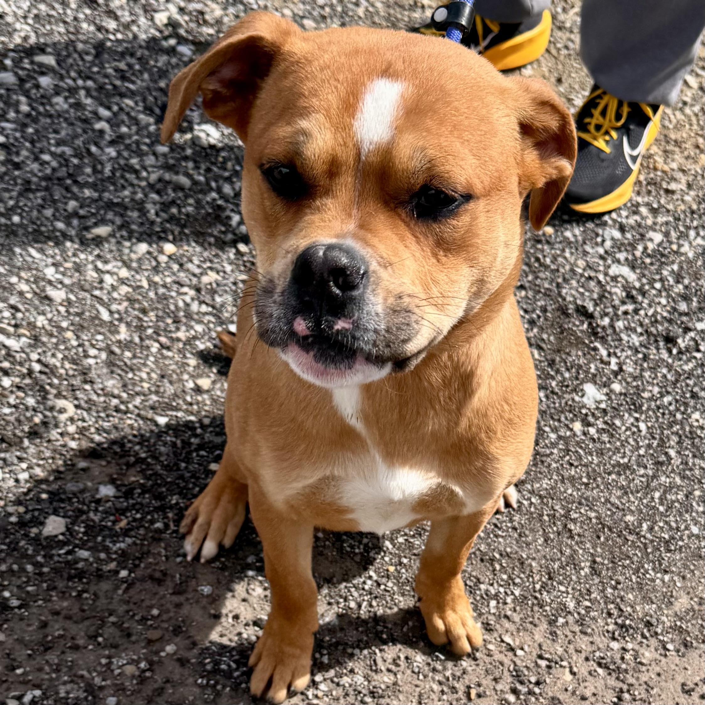 Enlarge ORION, a ADOPTABLE mixed breed in Wilmington, OH image 2/3