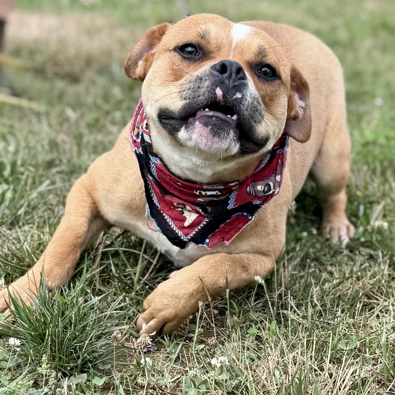 Enlarge ORION, a ADOPTABLE mixed breed in Wilmington, OH image 2/6