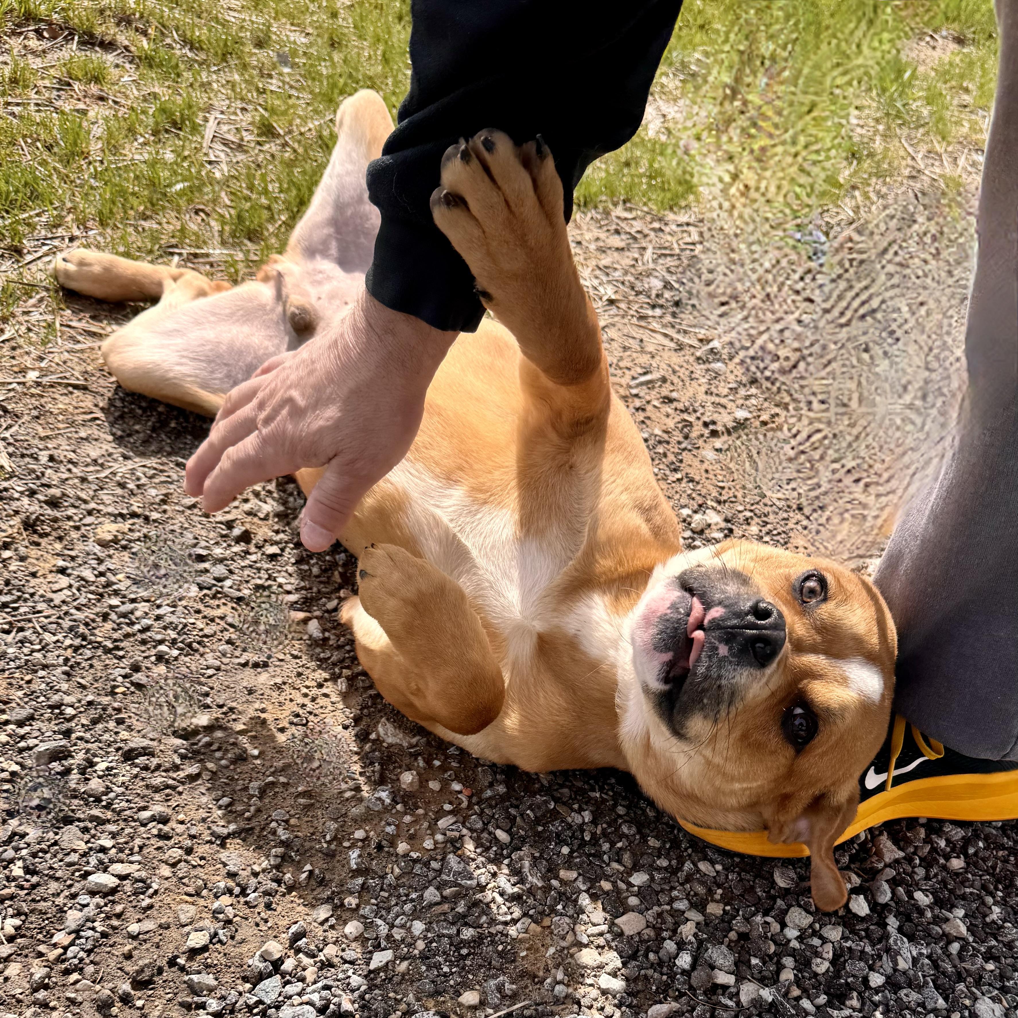 Enlarge ORION, a ADOPTABLE mixed breed in Wilmington, OH image 3/3