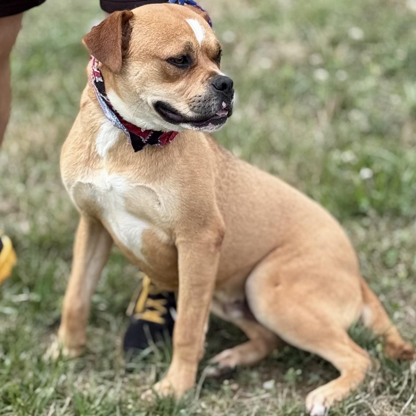 Enlarge ORION, a ADOPTABLE mixed breed in Wilmington, OH image 5/6