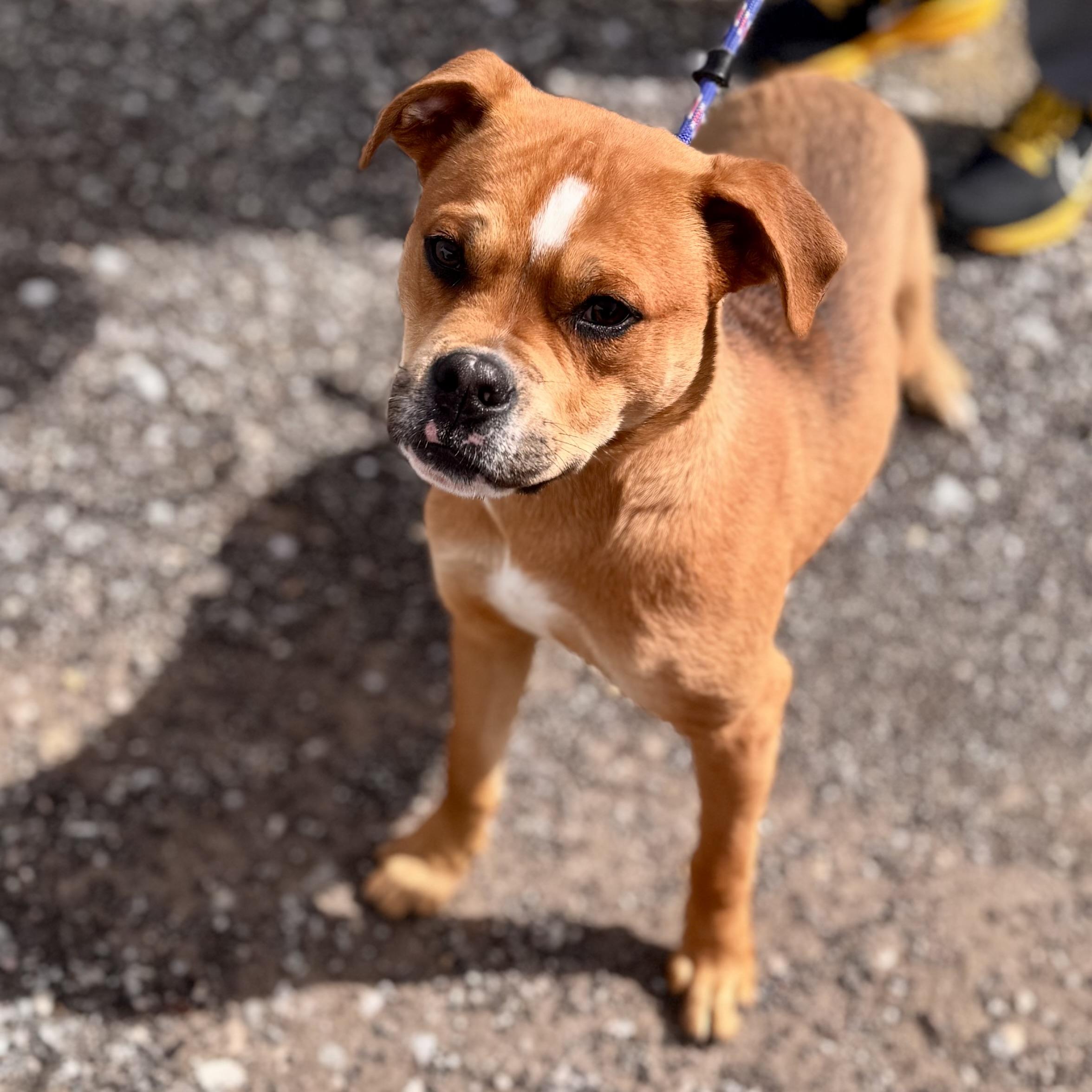 Enlarge ORION, a ADOPTABLE mixed breed in Wilmington, OH image 1/3