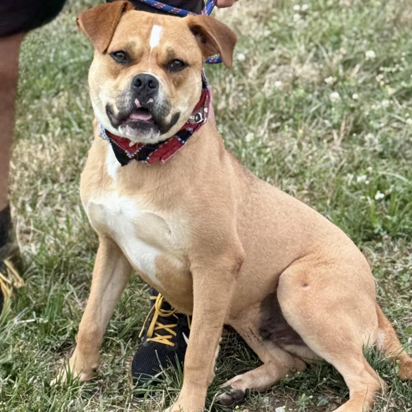 Enlarge ORION, a ADOPTABLE mixed breed in Wilmington, OH image 1/6