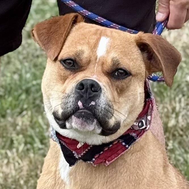 Enlarge ORION, a ADOPTABLE mixed breed in Wilmington, OH image 4/6