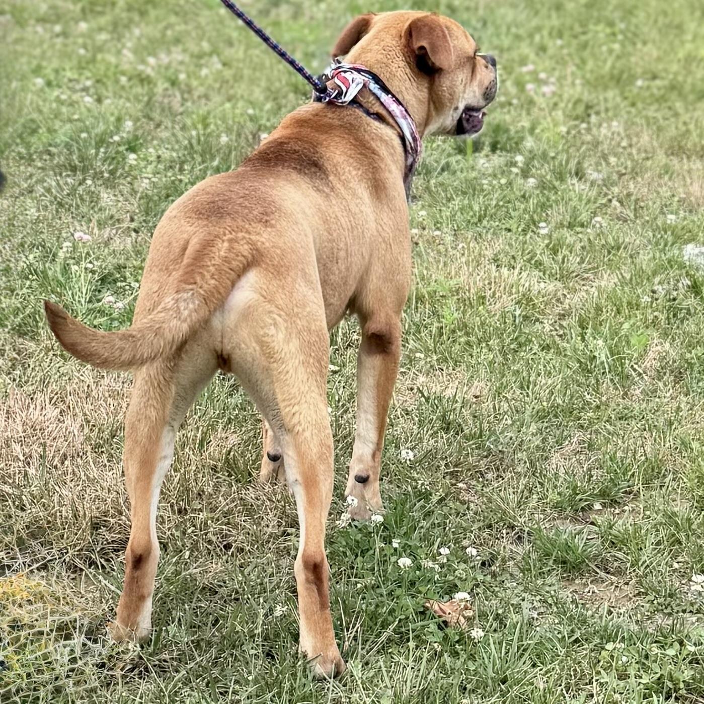 Enlarge ORION, a ADOPTABLE mixed breed in Wilmington, OH image 3/6