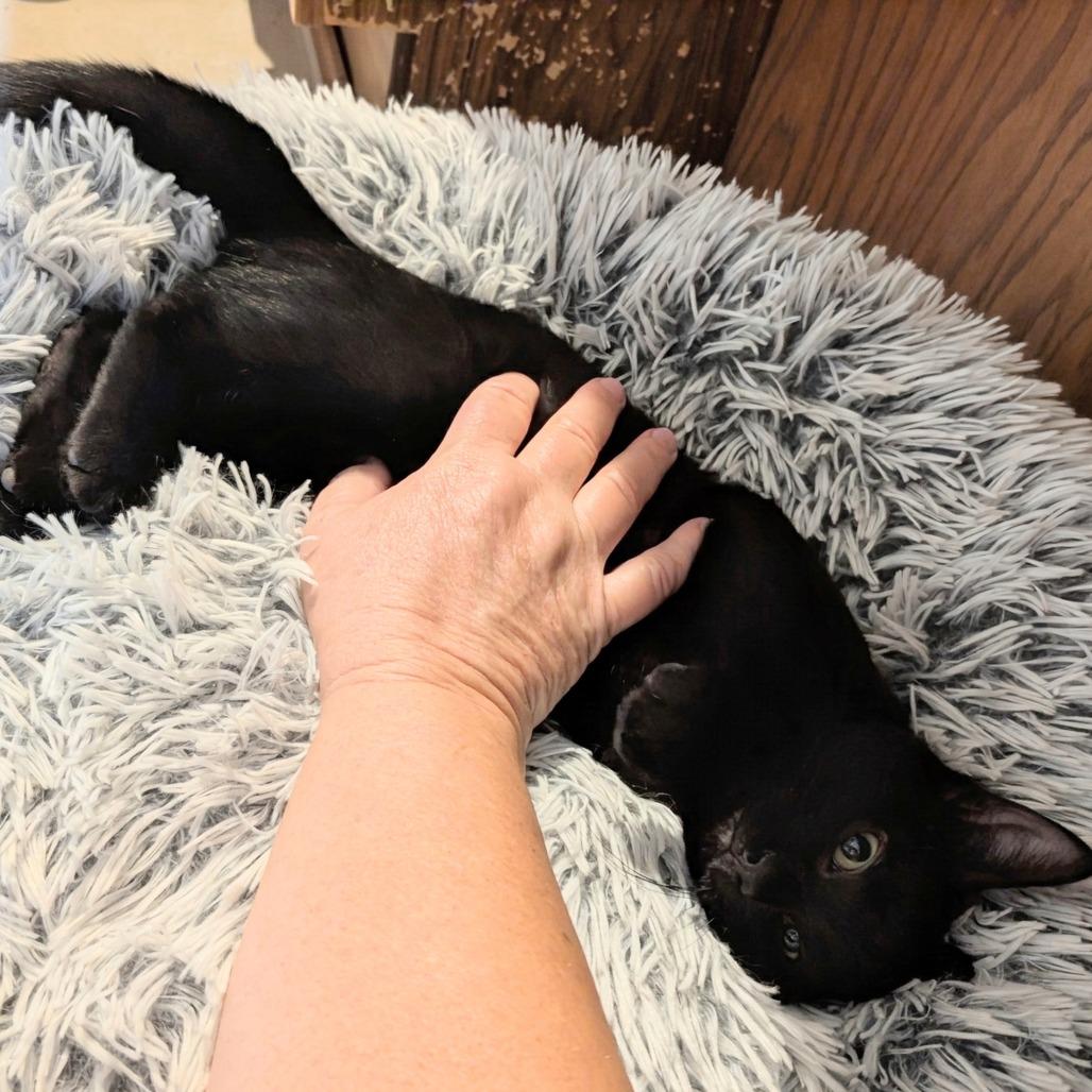 Soy Noir, Adoptable, Kitten Male Domestic Short Hair.
