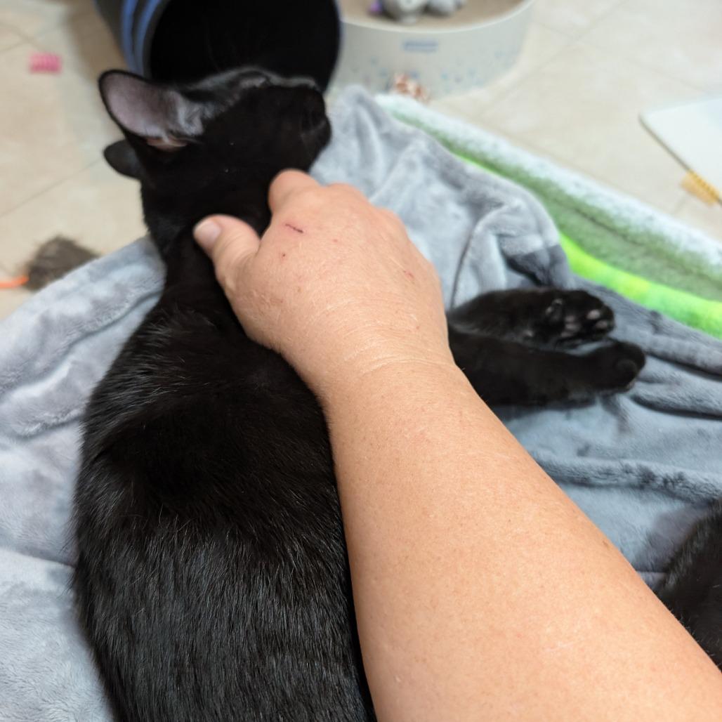 Enlarge Soy Noir, a Adoptable Domestic Short Hair in Wheeling, IL image 2/6