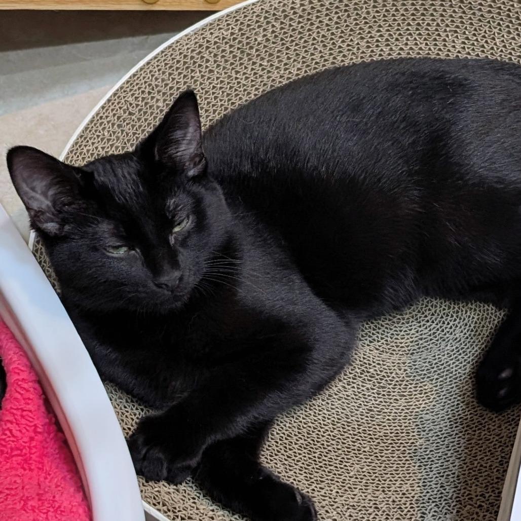 Enlarge Soy Noir, a Adoptable Domestic Short Hair in Wheeling, IL image 3/6