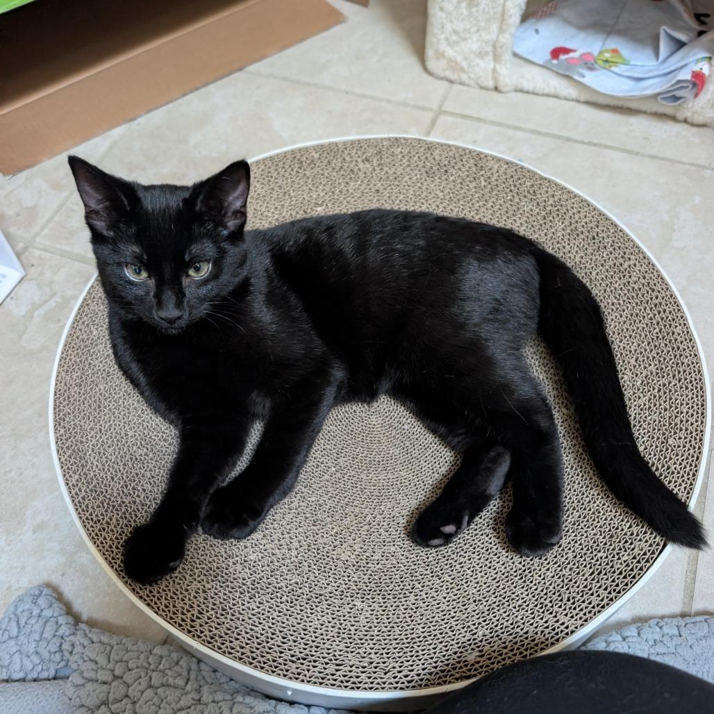 Enlarge Soy Noir, a Adoptable Domestic Short Hair in Wheeling, IL image 4/6