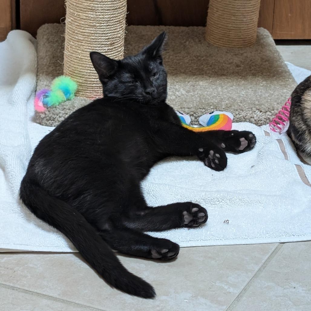 Enlarge Soy Noir, a Adoptable Domestic Short Hair in Wheeling, IL image 5/6