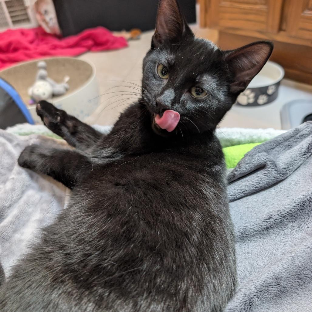Enlarge Soy Noir, a Adoptable Domestic Short Hair in Wheeling, IL image 6/6