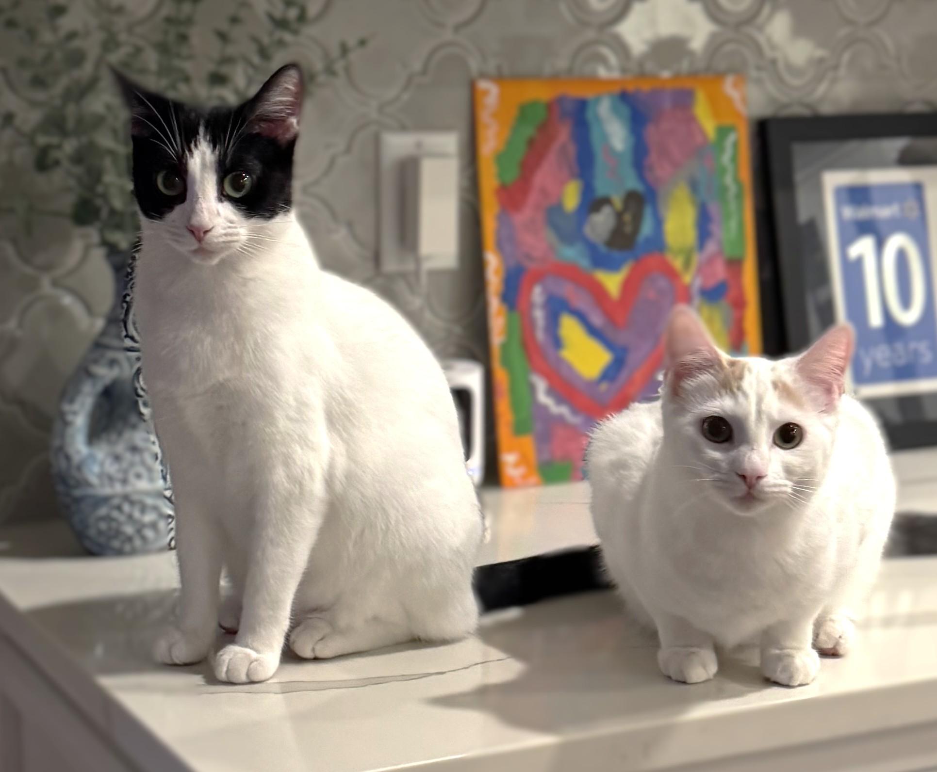 Wilma & Powder!, a Adoptable Domestic Short Hair in Bentonville, AR image 2/4