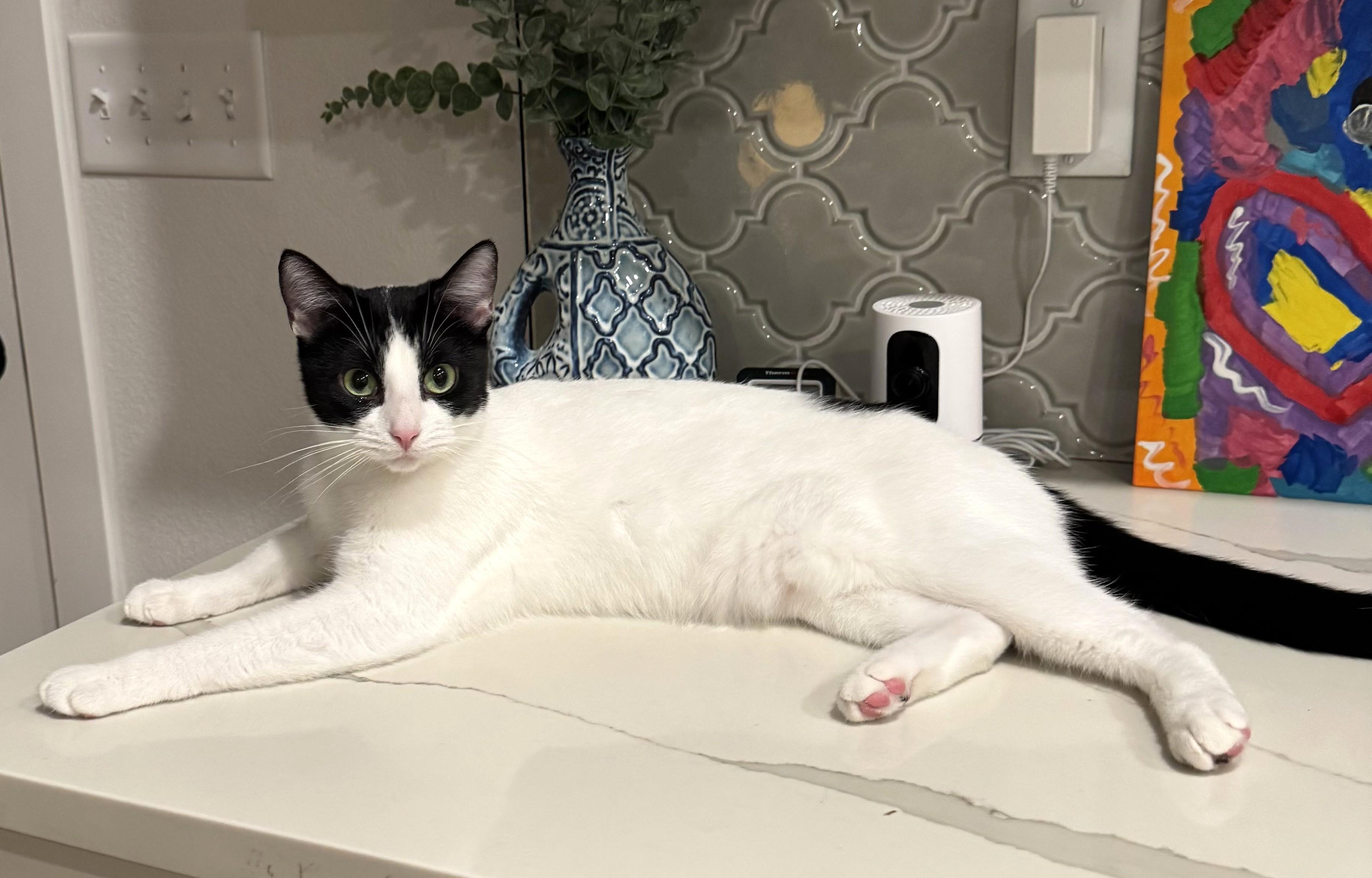 Wilma & Powder!, a Adoptable Domestic Short Hair in Bentonville, AR image 3/4