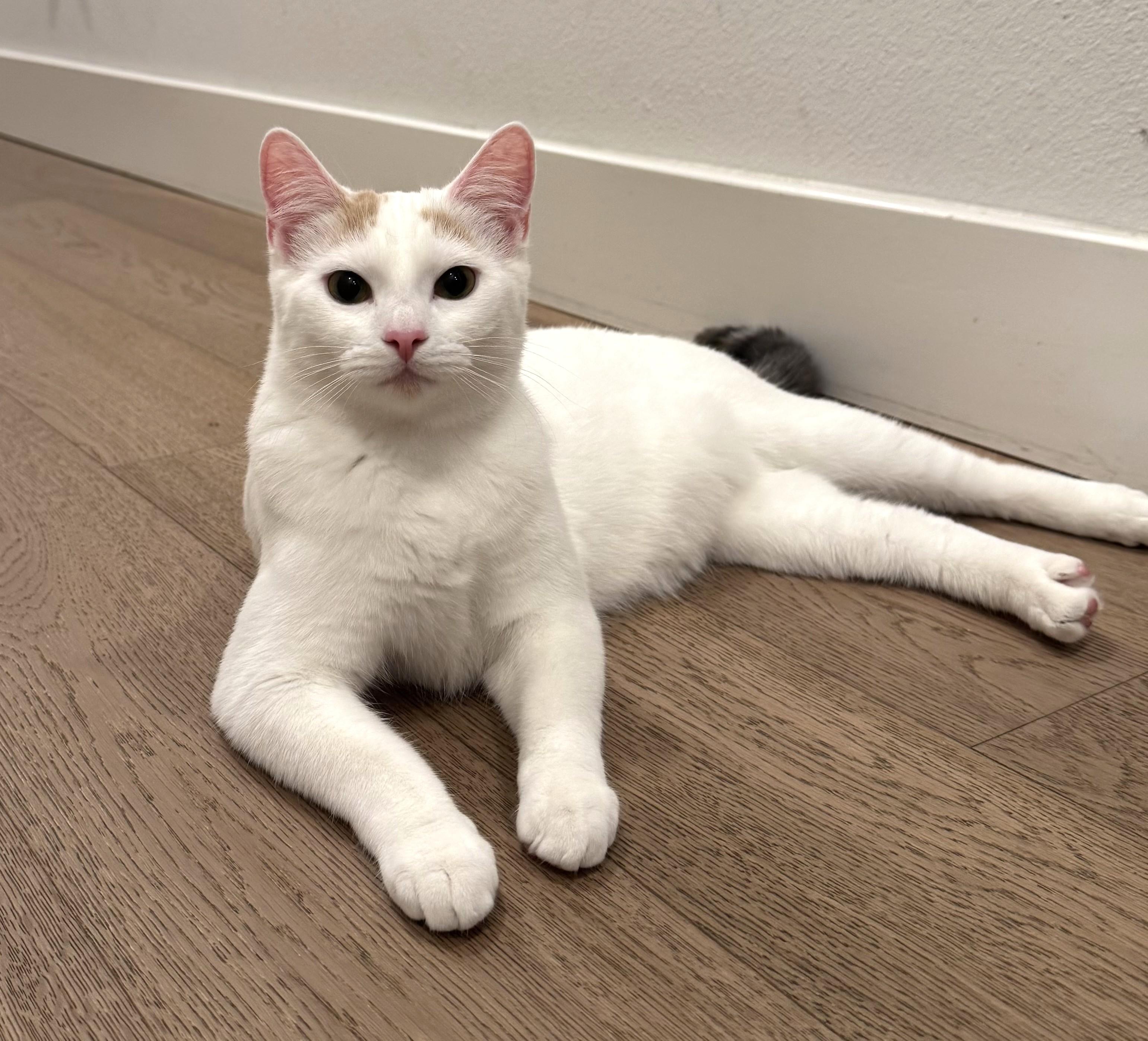 Wilma & Powder!, a Adoptable Domestic Short Hair in Bentonville, AR image 4/4