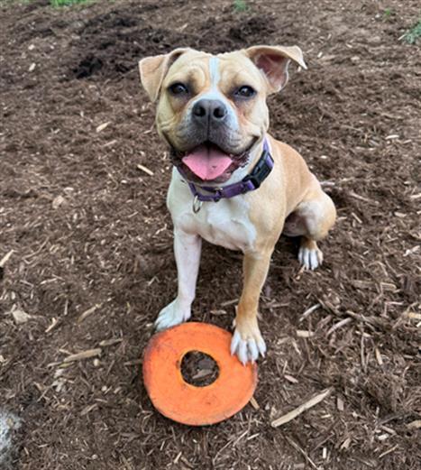 SADIE, Adoptable, Adult Female American Bulldog & Mixed Breed.