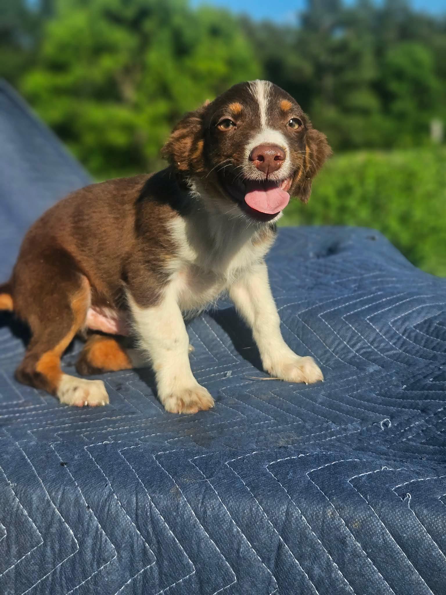 Land Rover Defender Cars *LOCAL*, Adoptable, Puppy Male Australian Shepherd & Chihuahua.
