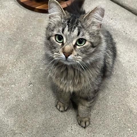 Milo II (Bonded with Oliver)