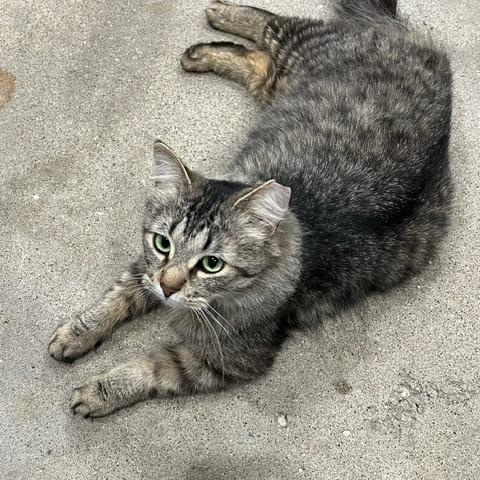 Milo II (Bonded with Oliver)