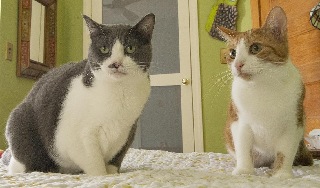 Jordan and Mia, a Adoptable Domestic Short Hair in Chicago, IL image 1/6