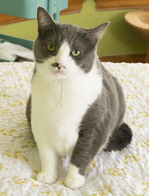 Jordan and Mia, a Adoptable Domestic Short Hair in Chicago, IL image 3/6