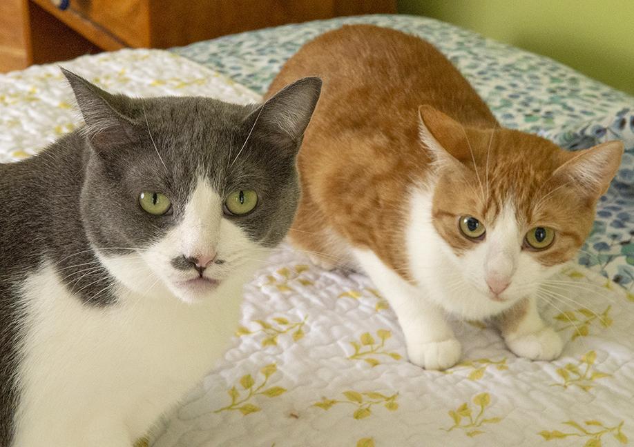 Jordan and Mia, a Adoptable Domestic Short Hair in Chicago, IL image 2/6