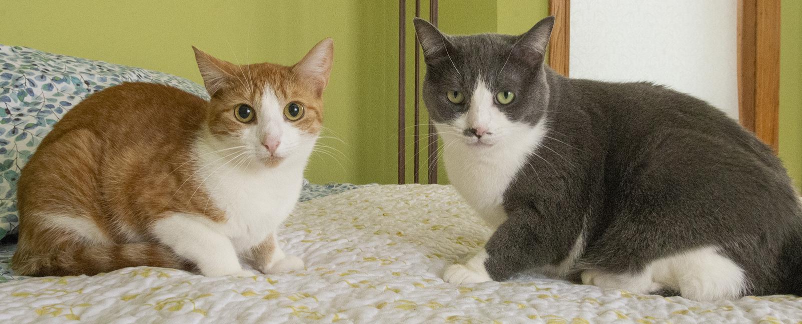 Jordan and Mia, a Adoptable Domestic Short Hair in Chicago, IL image 5/6