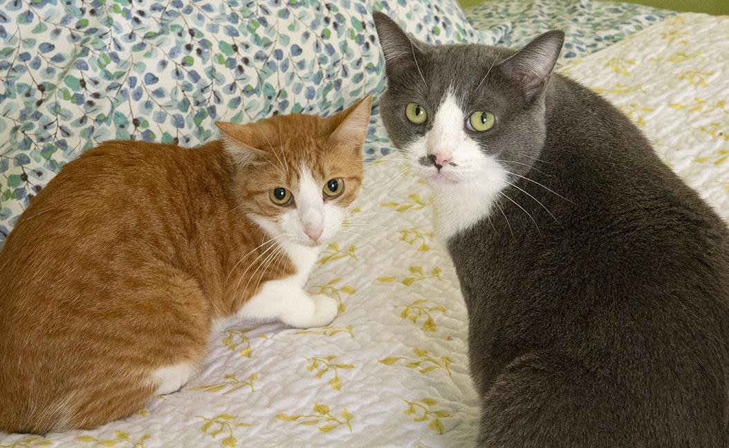 Jordan and Mia, a Adoptable Domestic Short Hair in Chicago, IL image 6/6