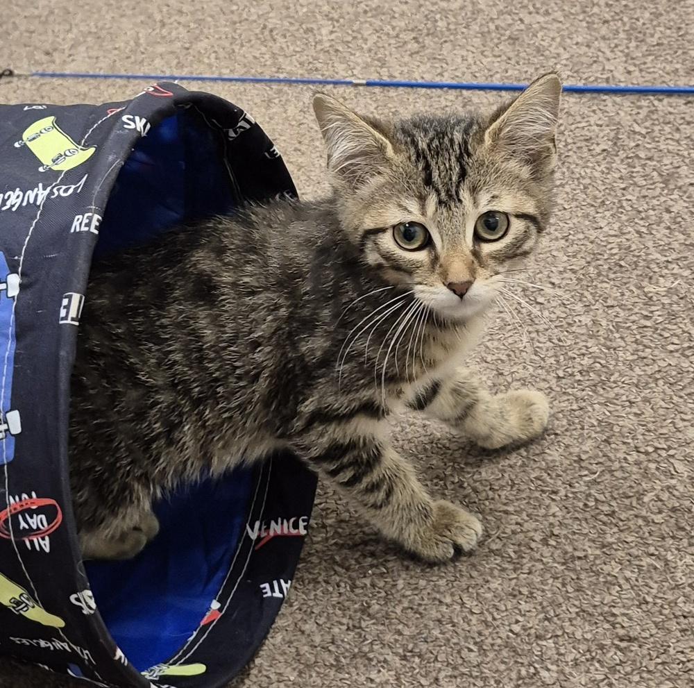 Wren, Adoptable, Kitten Female Domestic Short Hair.