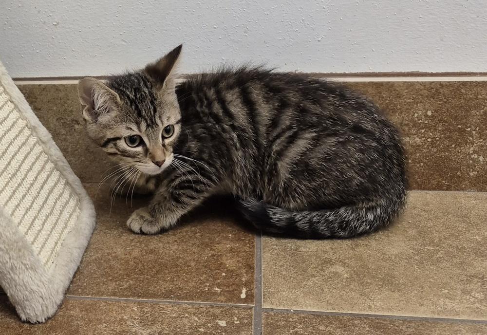Wren, a Adoptable mixed breed in South Bend, IN image 2/6