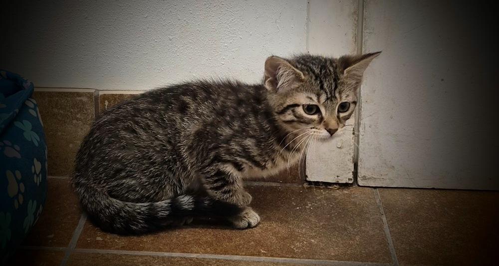 Wren, a Adoptable mixed breed in South Bend, IN image 4/6