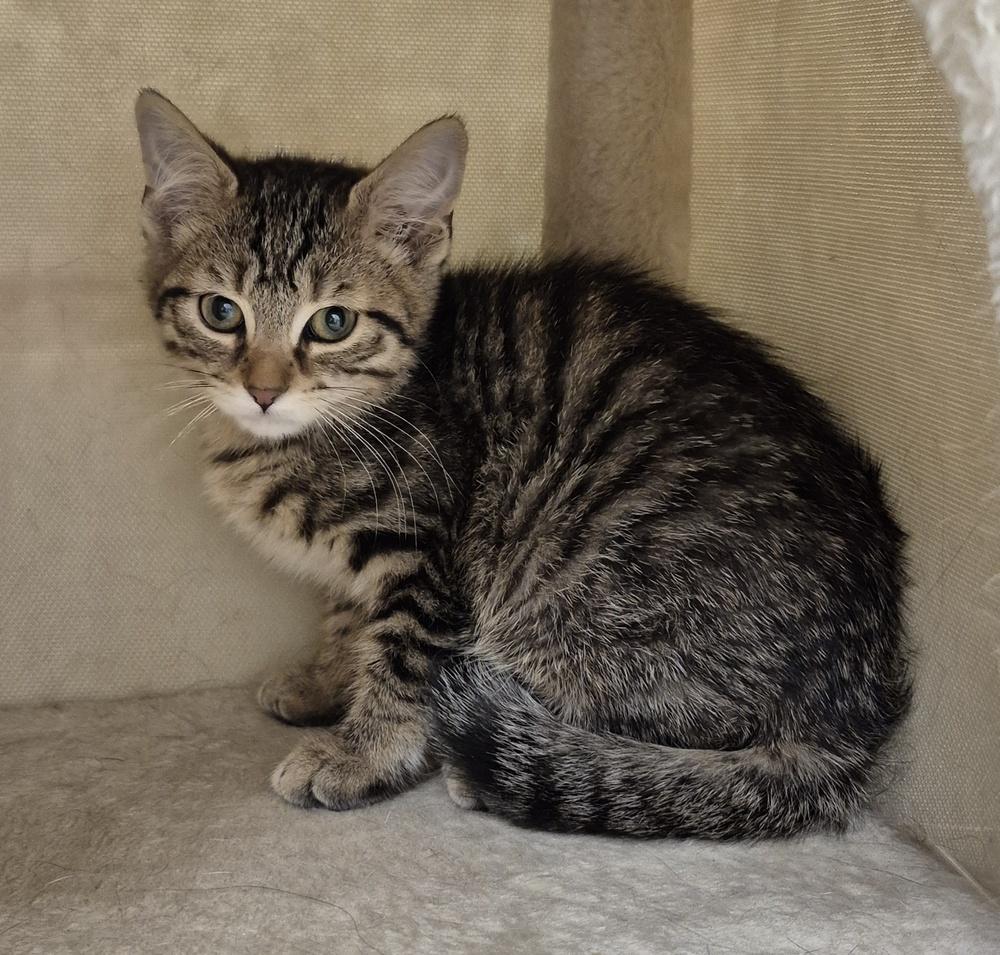 Wren, a Adoptable mixed breed in South Bend, IN image 5/6