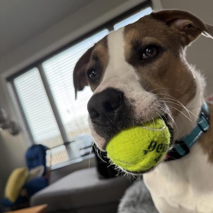 Toby, Adoptable, Young Male Mixed Breed.