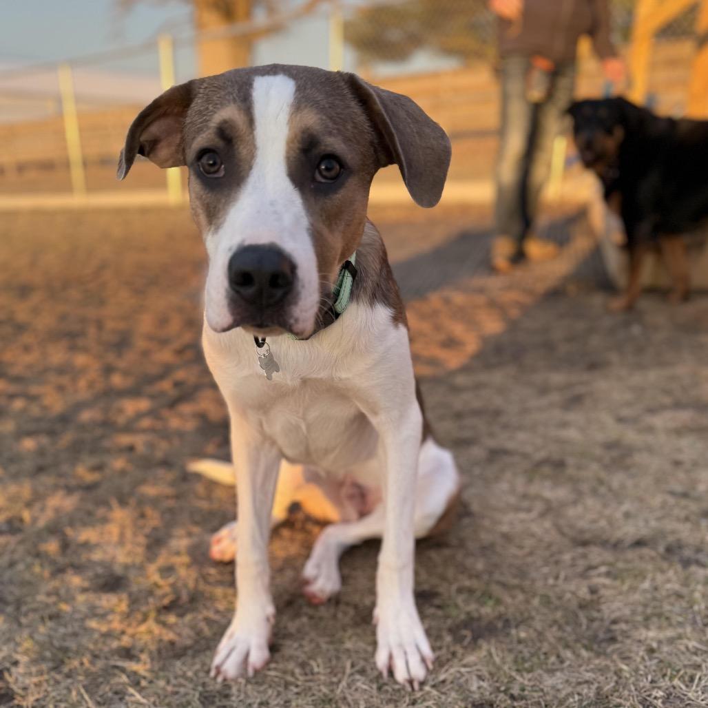 Enlarge Toby, a Adoptable Mixed Breed in Madison, WI image 2/5