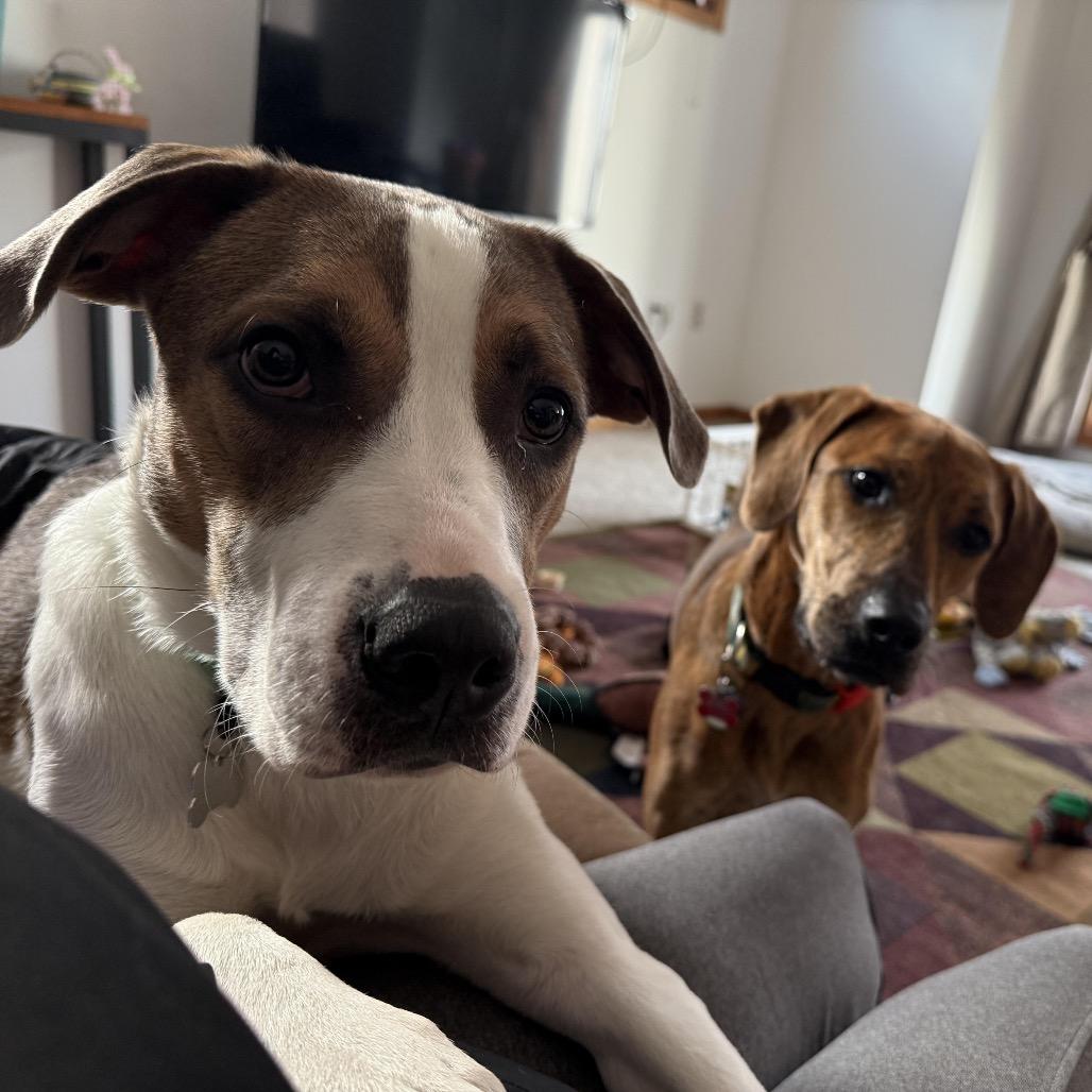 Enlarge Toby, a Adoptable Mixed Breed in Madison, WI image 3/5