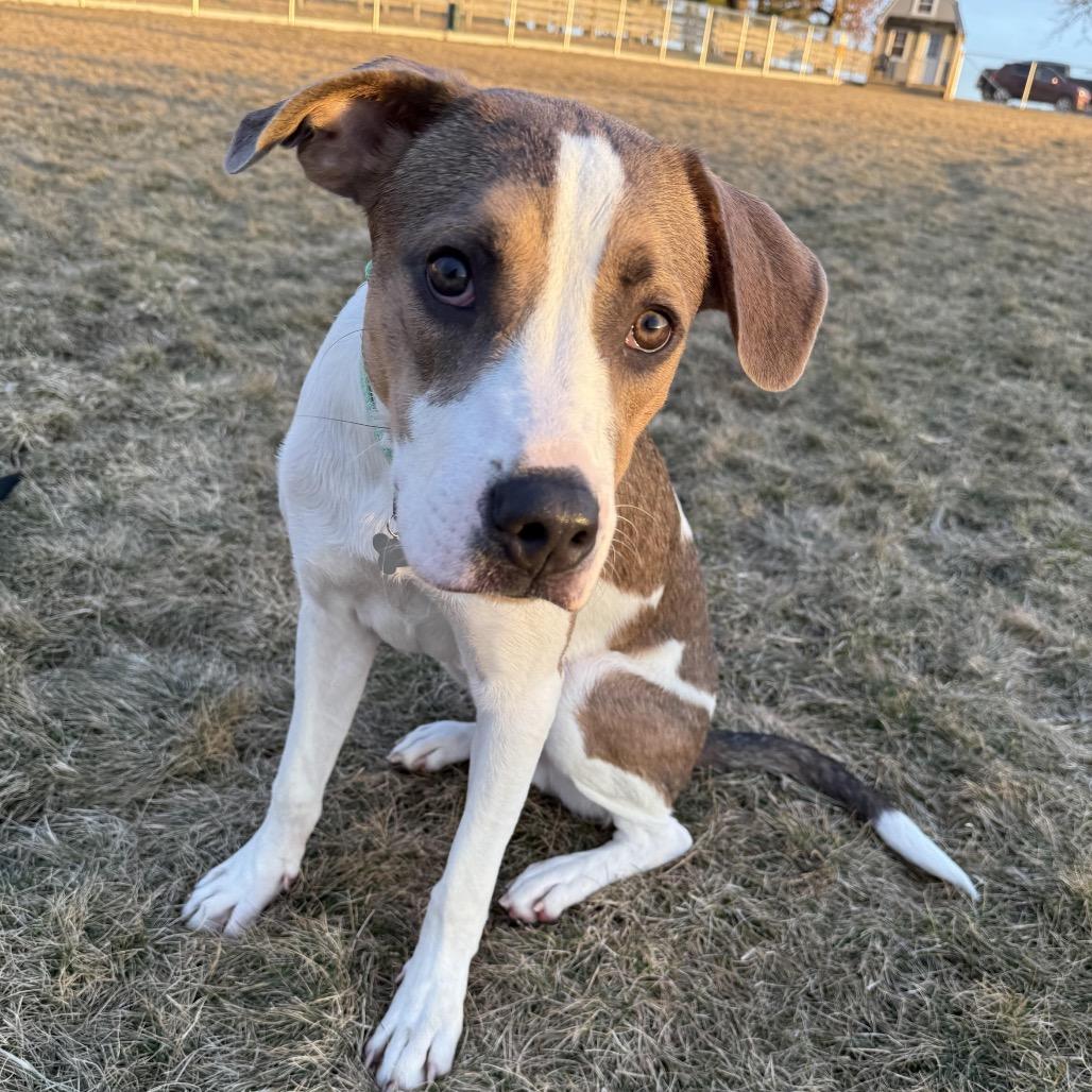 Enlarge Toby, a Adoptable Mixed Breed in Madison, WI image 4/5