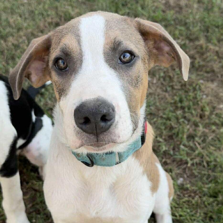 Enlarge Toby, a Adoptable Mixed Breed in Madison, WI image 5/5