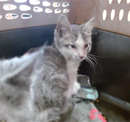 LUCKY, Adoptable, Kitten Male Domestic Short Hair.