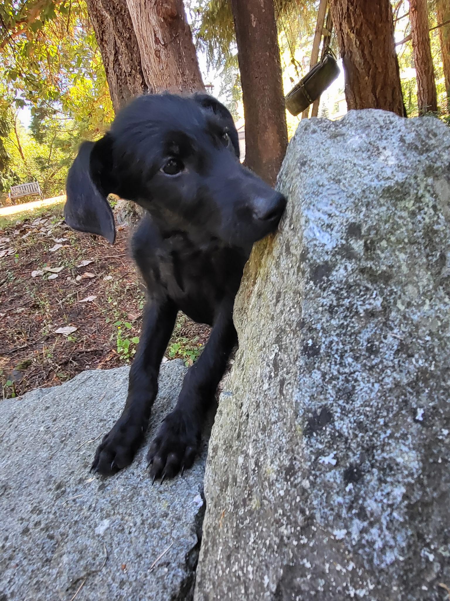 Goose Doodle, an adopted mixed breed in Lacey, WA image 3/5