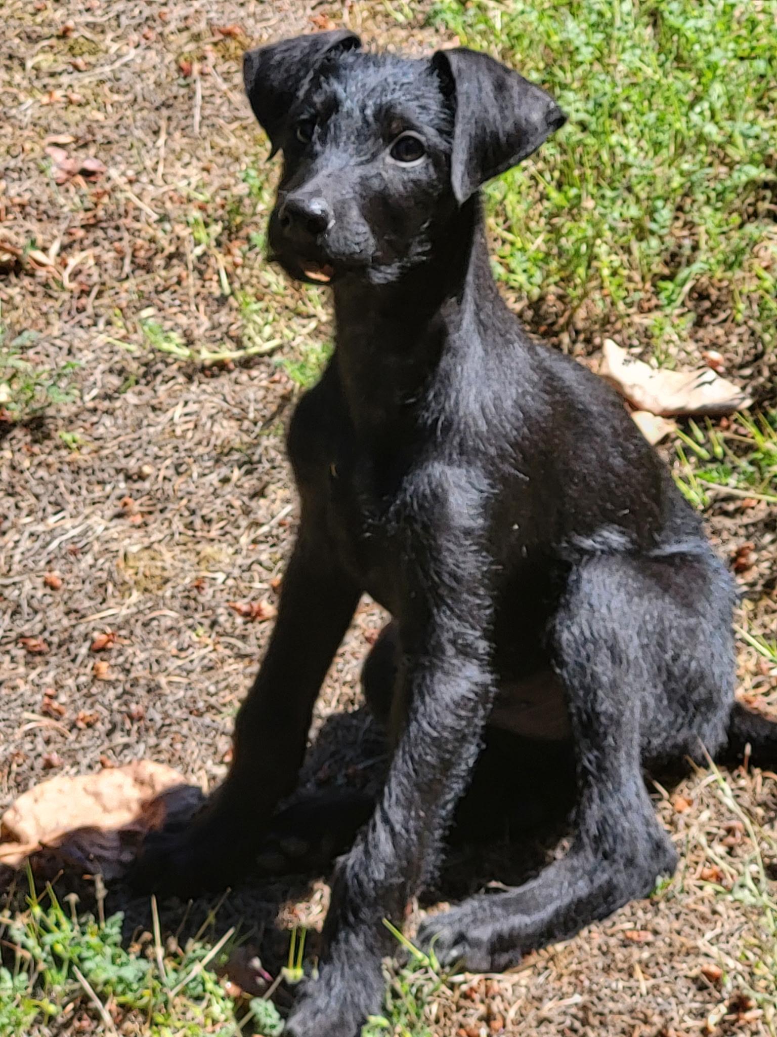 Goose Doodle, an adopted mixed breed in Lacey, WA image 5/5