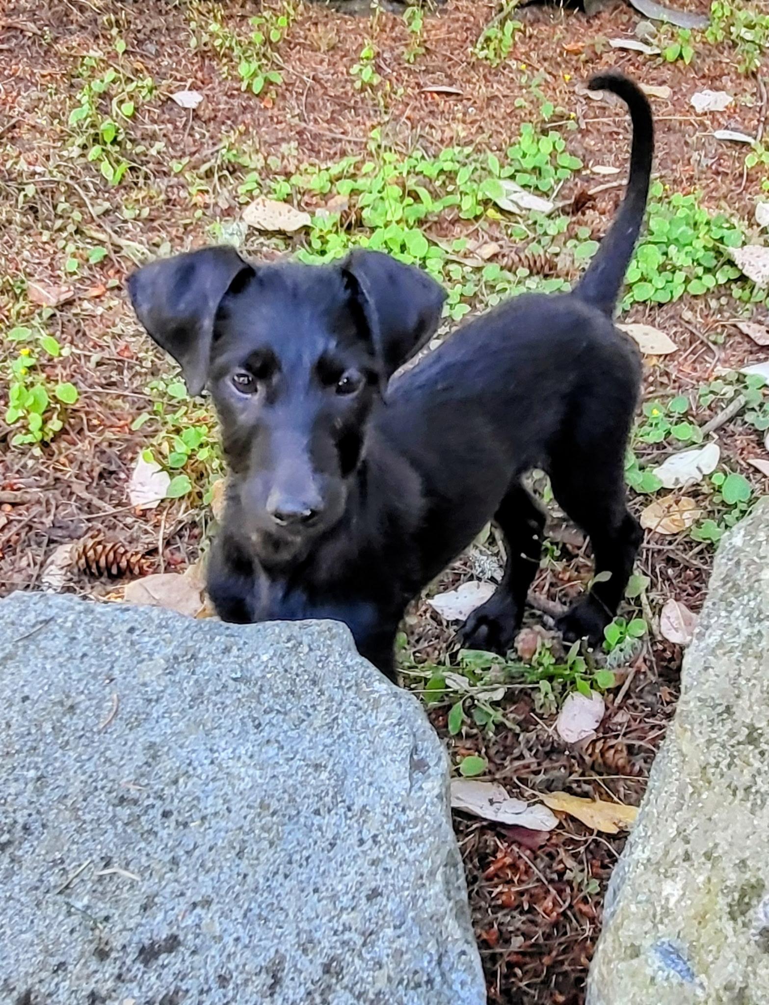 Goose Doodle, an adopted mixed breed in Lacey, WA image 4/5