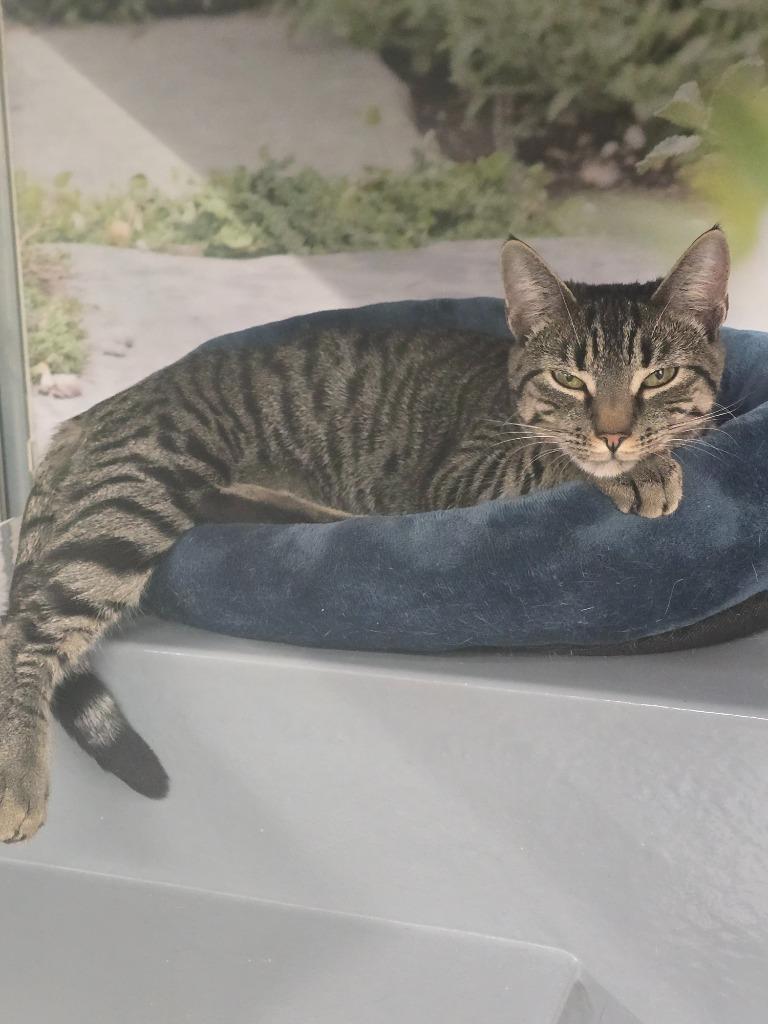 Enlarge Willow, a ADOPTABLE Domestic Short Hair in New York, NY image 5/6