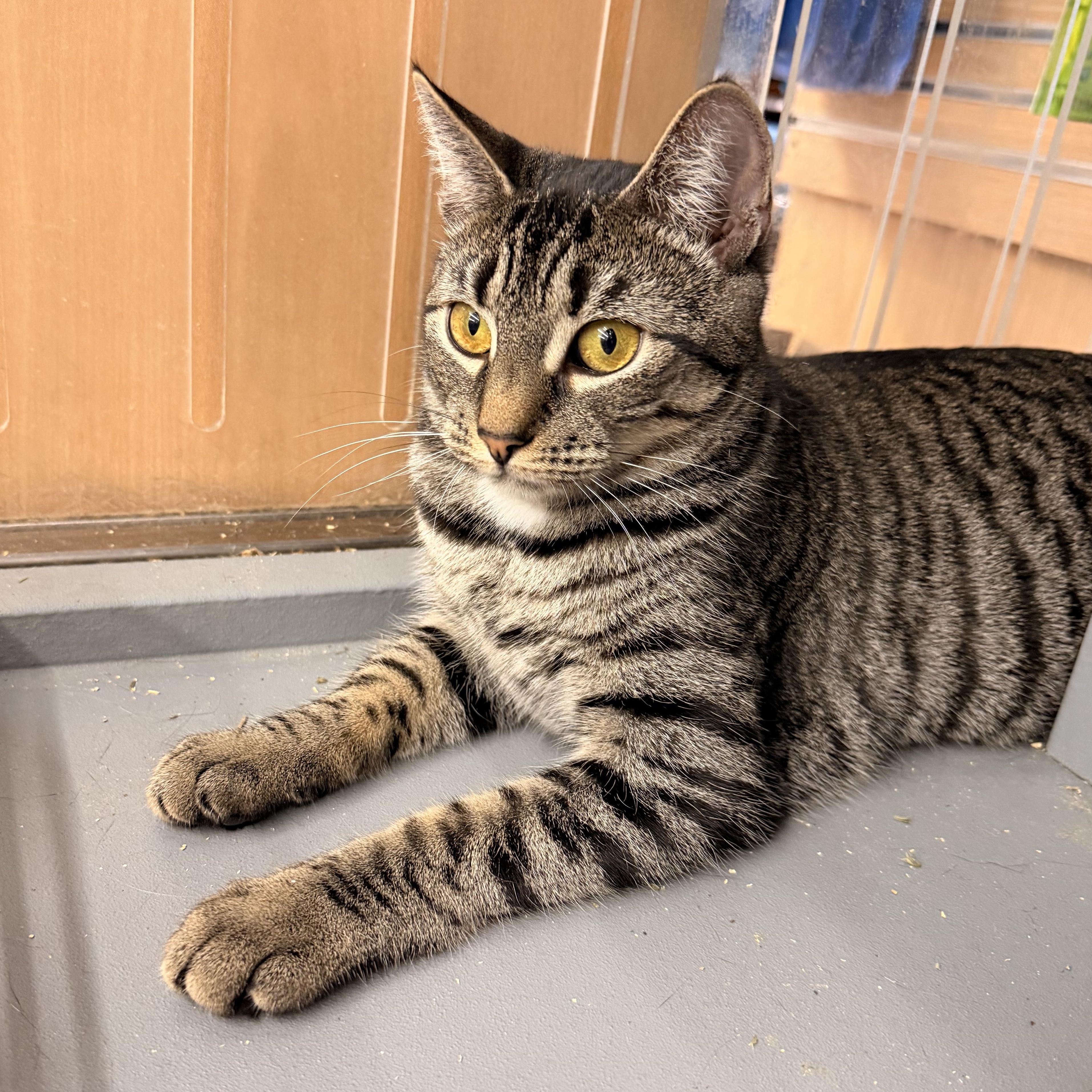 Willow, ADOPTABLE, Young Female Domestic Short Hair.
