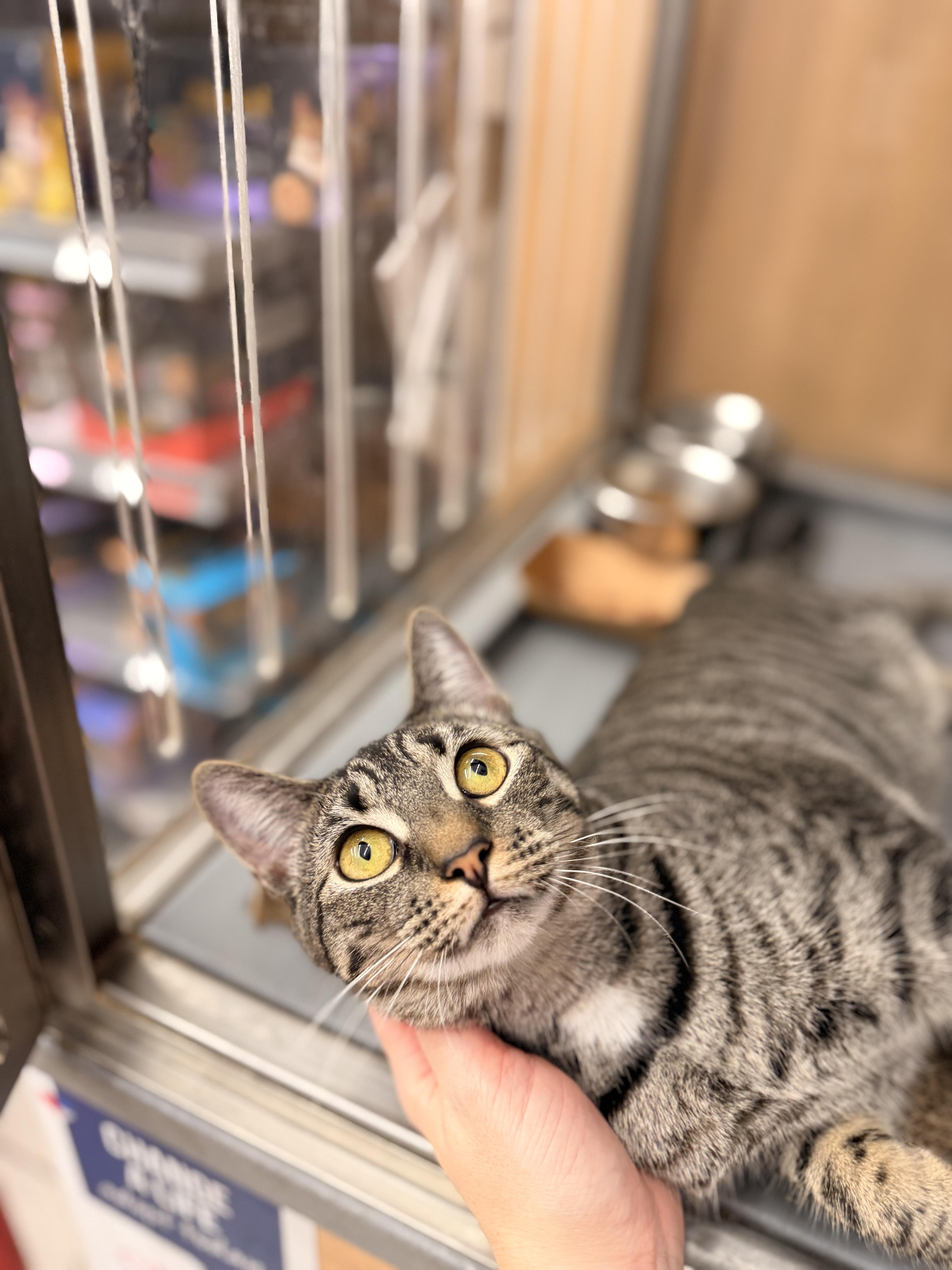 Enlarge Willow, a ADOPTABLE Domestic Short Hair in New York, NY image 3/6