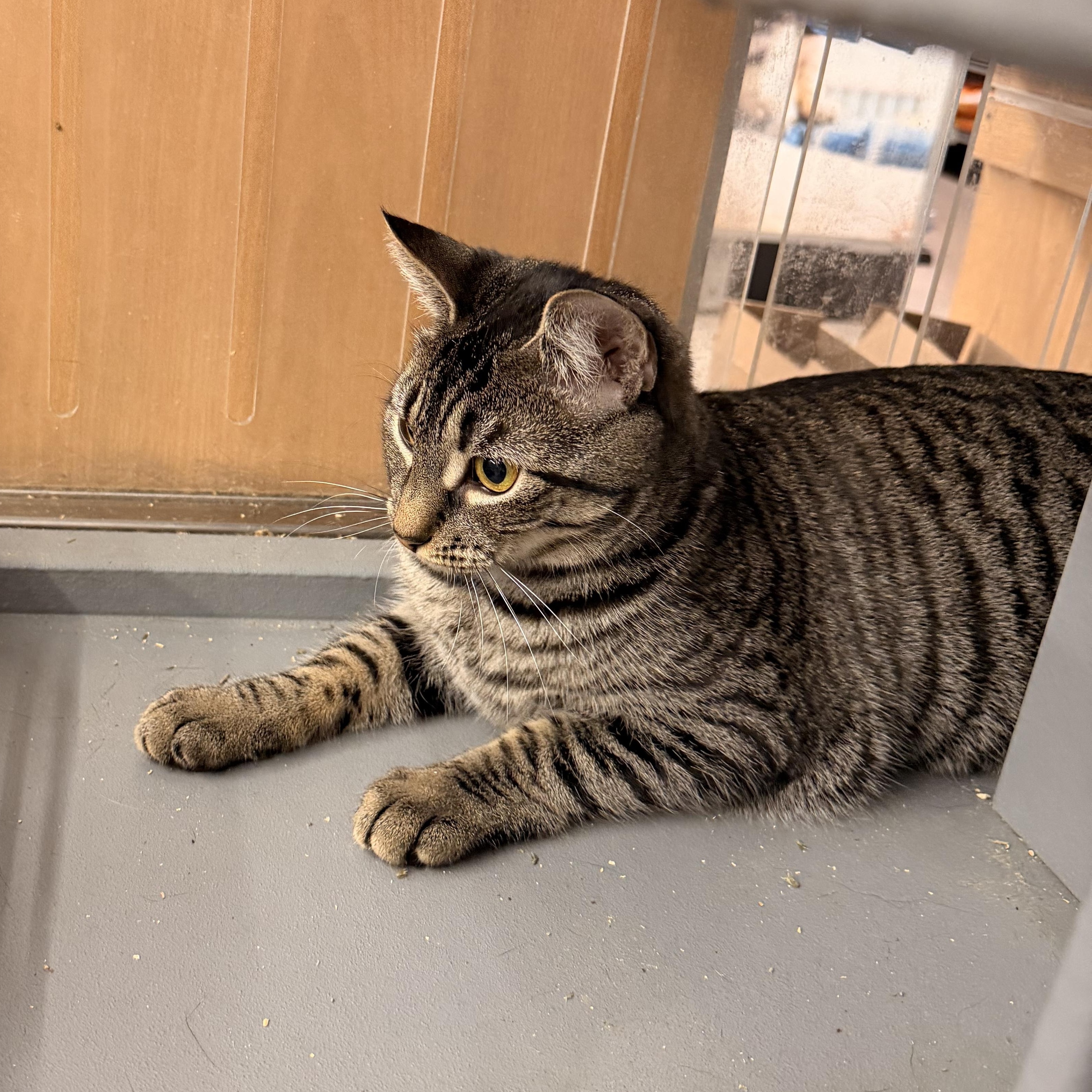 Enlarge Willow, a ADOPTABLE Domestic Short Hair in New York, NY image 2/6