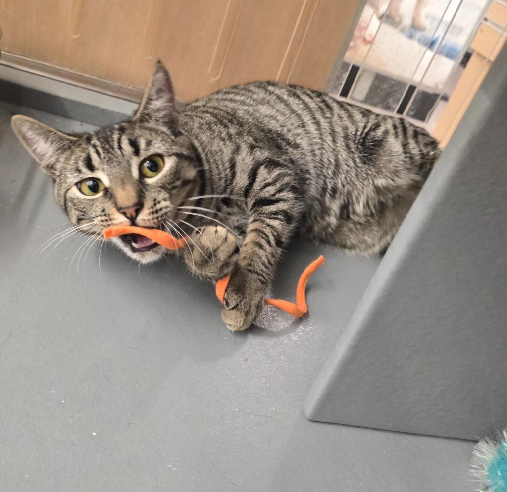 Enlarge Willow, a ADOPTABLE Domestic Short Hair in New York, NY image 6/6