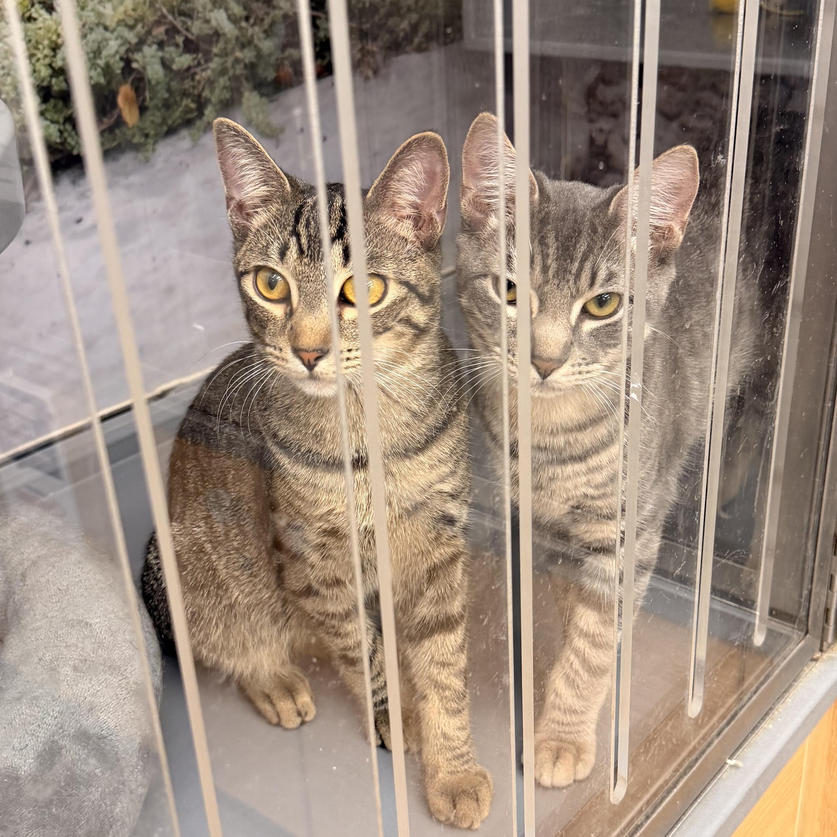 Enlarge Willow, a ADOPTABLE Domestic Short Hair in New York, NY image 4/6