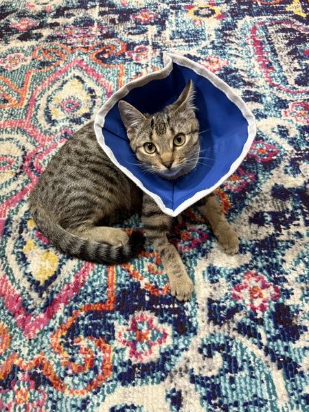 Josie Rosie, Adoptable, Young Female Domestic Short Hair.